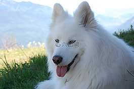雪橇狗,狗,動物