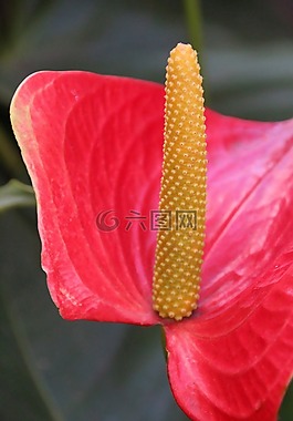花,紅色,性質(zhì)
