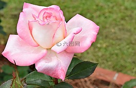 玫瑰,花,植物