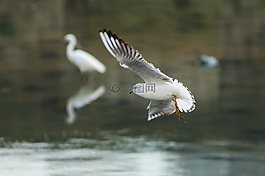 海鷗,新增功能,飛行