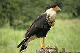 鳥,高原,動物