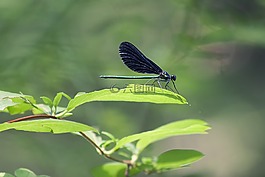 蜻蜓,昆蟲,自然