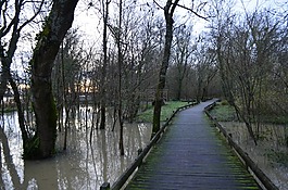 羅衲的邊緣,濕地,浮橋