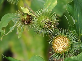 薊,牛蒡,刺