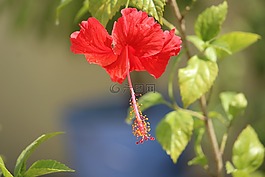 槿,花,紅色