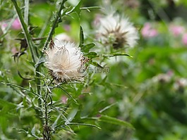 薊,牛蒡,爬薊