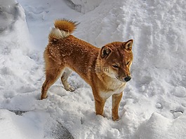 芝,shiba inu,芝在雪地里