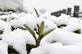 雪,冬天,植物