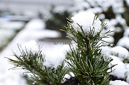 雪,冬天,植物