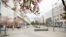 花卉,開花,鮮花