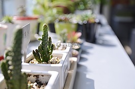 多肉,陽光,植物