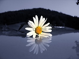 瑪格麗特,leucanthemum,復合材料