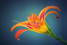 莉莉,花卉,植物