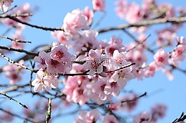 花,鮮花,性質(zhì)