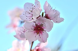 花,鮮花,野生花卉