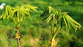 板栗芽,板栗樹,栗葉