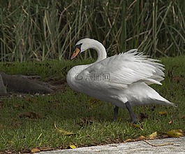 疣鼻天鵝,鳥,白