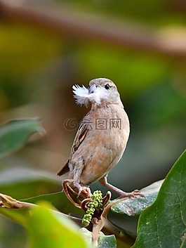 野生動(dòng)物,鳥(niǎo),自然