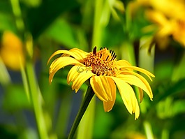 花卉,夏季,黃色