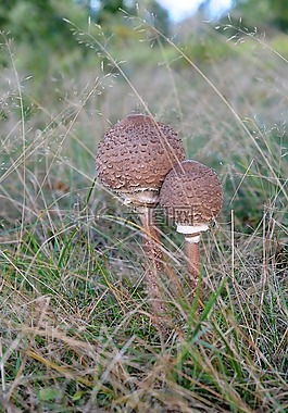 蘑菇,秋,性質(zhì)