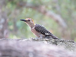 鳥,多彩,野生動物