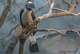 鳥,動物園,動物
