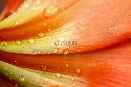 花,關(guān)閉了,模式