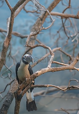 鳥,動物園,動物