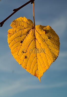 石灰葉,秋季,黃色