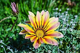 雜色菊,花,多彩