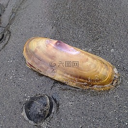 外殼,沙,海邊