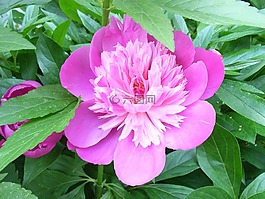 花,粉紅色,葉子