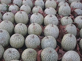 南瓜,秋,景觀