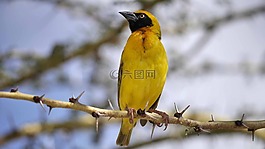 黃色的鳥,納米比亞,荊棘