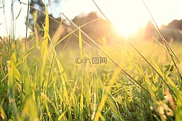 草,日落,夏季