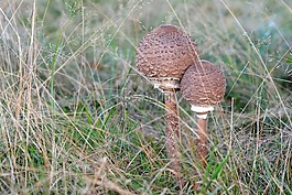 蘑菇,秋,性質(zhì)