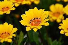花,黃色,黃色的花