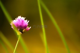 花,紫色,草藥