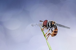 hoverfly,昆虫,特写