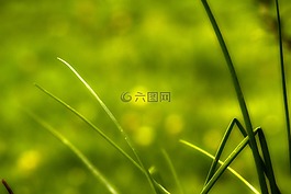 草藥,綠色,性質(zhì)