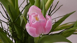 郁金香,開花,軟粉紅色