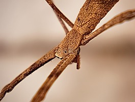 蜘蛛,棒,眼睛