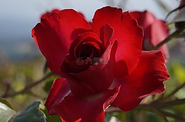 玫瑰,紅色的,花