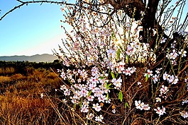 杏仁,開花,植物區(qū)系