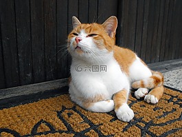 猫,tomcat的,fľakatá
