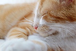 貓咪,寵物,動物醫(yī)院