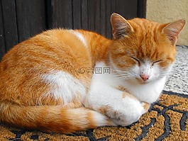 猫,tomcat的,fľakatá