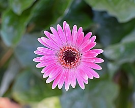 非洲菊菊花,花,开花
