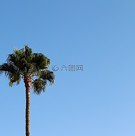 棕櫚,背景,天空