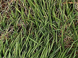 茢,草,干草
